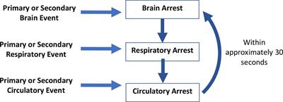 Circulatory Arrest, Brain Arrest and Death Determination